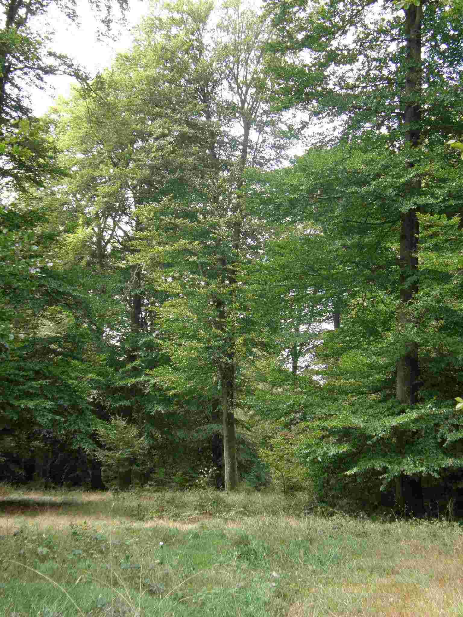 photo 4 promenade Blancs Bois Houffalize